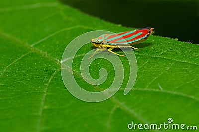 Red-banded Leafhopper - Graphocephala coccinea Stock Photo