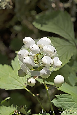 Red Baneberry in White Phase Stock Photo