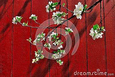 Red Barn Apple Blossoms Stock Photo