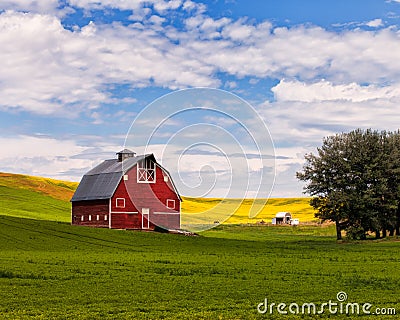 Red Barn and Canola Field in Palouse, WA Stock Photo