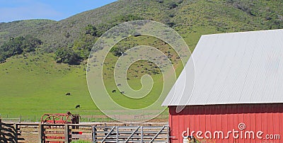 Red barn cows Stock Photo