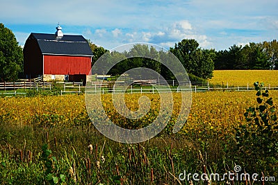 Red Barn with Golden Soybeans Stock Photo