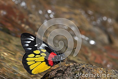 Red-base jezebel butterfly Stock Photo