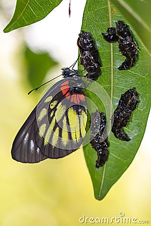 Red-base Jezebell (Delias pasithoe pasithoe) Butterfly with Pupa Stock Photo