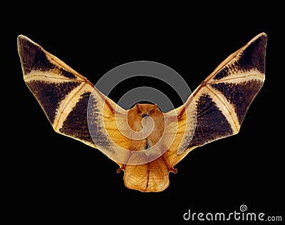 Red bat isolated on black, fire bat with wings Kerivoula picta close up macro, taxidermy, Stock Photo