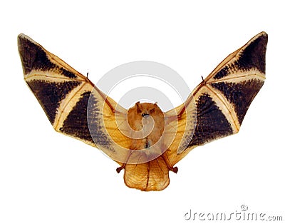 Red bat isolated on white, fire bat with wings Kerivoula picta close up macro, taxidermy, horror Stock Photo