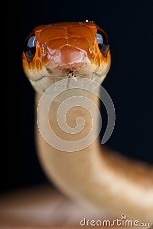 Red beaked snake Stock Photo