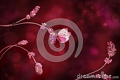 Red beautiful butterfly on a red flowers. Burgundy background. Stock Photo