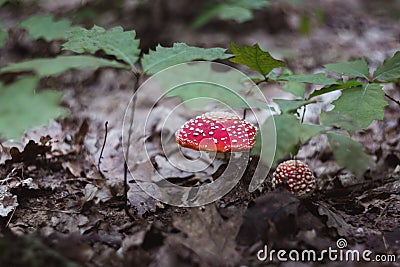 red beautiful mushroom fly agaric growing in the forest close-up, oak forest Stock Photo