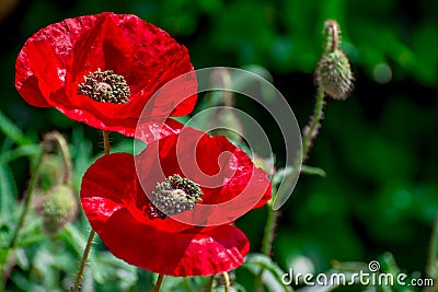 Red beautiful poppy flower in garden Stock Photo