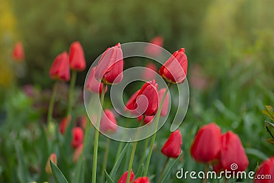 Red spring blooming tulip Parad field Stock Photo