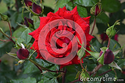 Red beauty roses and bud red roses Stock Photo