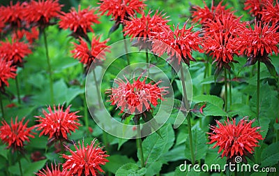 Red bee balm Stock Photo