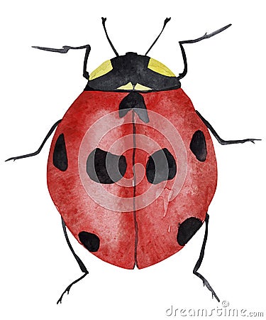 Red beetle with black spots watercolor illustration. T Cartoon Illustration