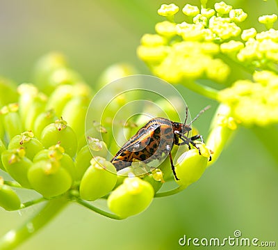 Red beetle on green inflorescence plant Stock Photo