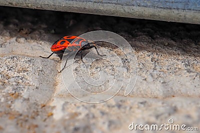 Red beetle soldier on the concrete floor. The insect basks in the sun Stock Photo