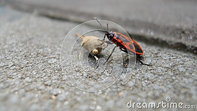 Red beetle beetle soldier. Stock Photo