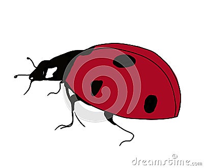 A red beetle on a white background. Stock Photo