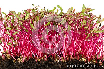 Red beetroot sprouts front view Stock Photo