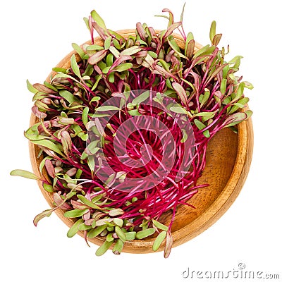 Red beetroot sprouts in wooden bowl over white Stock Photo