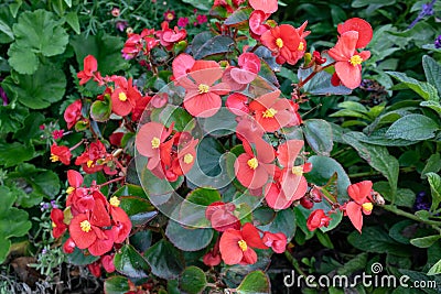 Red Begonia cucullata also known as clubbed begonia or wax begonia Stock Photo