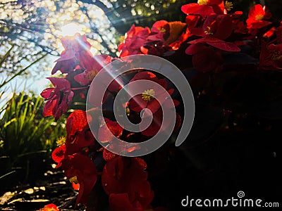 Red begonias in sunny garden Stock Photo