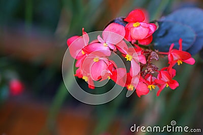 Red begonias in a vase hanging on a wall, detail Stock Photo