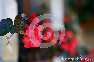 Red begonias in a vase hanging on a wall, detail Stock Photo