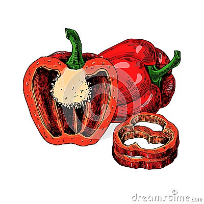 Red bell Pepper hand drawn vector illustration. Vegetable Isolated object Vector Illustration