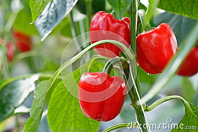 Red bell pepper Stock Photo