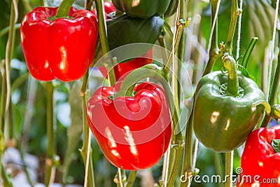 Red bell pepper on tree Stock Photo