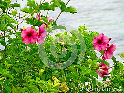 Red bell shrub or allamanda blanchetii (purple or violet) Stock Photo