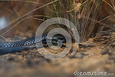 Red-bellied Black Snake Stock Photo