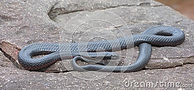 red bellied black snake Stock Photo