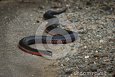 Red-bellied Black Snake - Pseudechis porphyriacus species of elapid snake native to eastern Australia Stock Photo