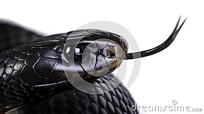 Red bellied black snake Stock Photo