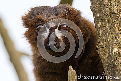 Red-bellied lemur & x28;Eulemur rubriventer& x29; Stock Photo