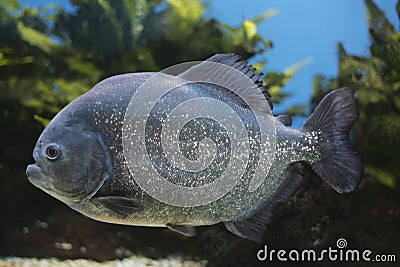 Red-bellied piranha Stock Photo