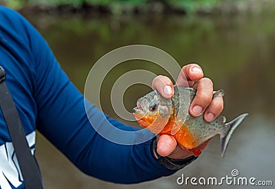 Red Bellied Piranha, Amazon Rainforest, Ecuador Stock Photo