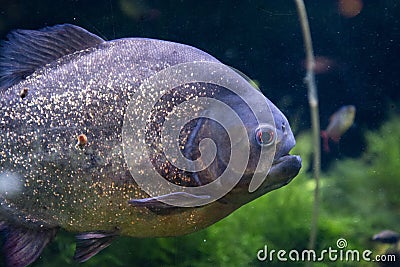 Red Bellied Piranha close up dangerous fish swimming in water Stock Photo