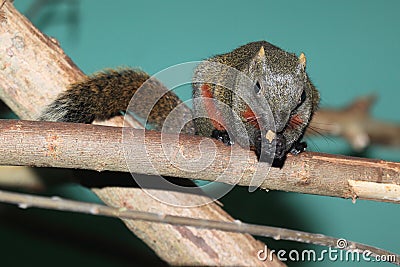 Red-bellied tree squirrel Stock Photo