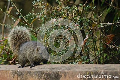 Red-bellied tree squirrel Stock Photo