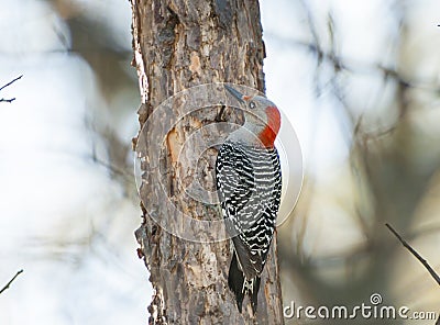 Red bellied wood pecker Stock Photo