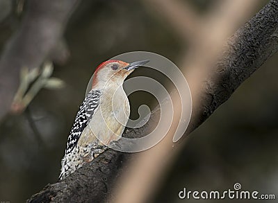 Red bellied wood pecker Stock Photo