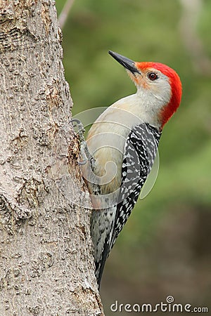 Red bellied Woodpecker Stock Photo