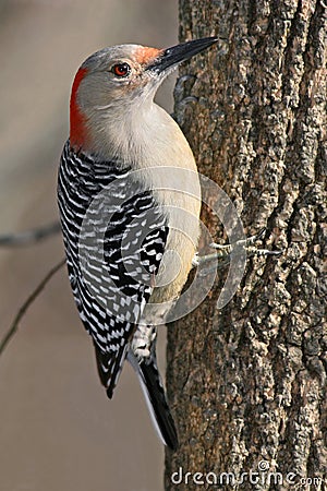 Red Bellied Woodpecker Stock Photo