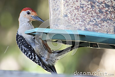 Red bellied woodpecker on Bird feeder Stock Photo