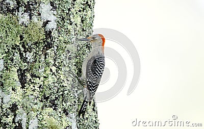 Red-bellied Woodpecker, Blue Ridge Mountains, North Carolina Stock Photo