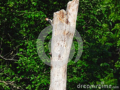 A Red-Bellied Woodpecker on a Dead Tree while Baby Northern Flicker Woodpecker Bird Pokes Its Head of the Nest in a Hole Stock Photo