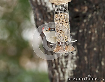 Red-bellied woodpecker feeding in wire feeder in backyard with t Stock Photo